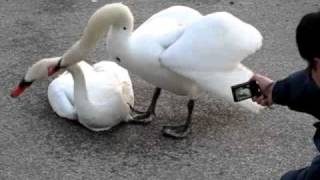 Swan killing swan in High Park Toronto [upl. by Seyler]