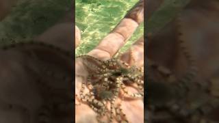 Hand Full of Brittle Stars [upl. by Dnomrej]