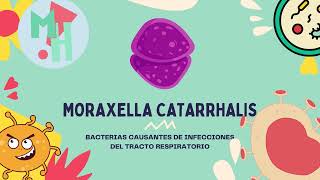 CONOCE A MORAXELLA CATARRHALIS  MEDIHELP UNIVERSITY [upl. by Leerzej195]