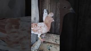 shorts pigeon pigeonlover youtubeshorts kabootar kabutar shortvideo pets birds video new [upl. by Briano]