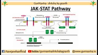 JAKSTAT Signaling pathway  Cell Signaling [upl. by Czarra]