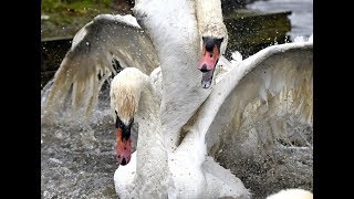 The most brutal Mute Swan fight ever [upl. by Meekar]