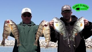 How To Catch BIGGEST Lake Michigan Perch Fishing Fish Instruction Video Demonstration [upl. by Namaj]