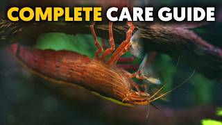 Bamboo Shrimp 🦐 The Ultimate Care Guide For Beginners [upl. by Fermin]