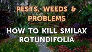 How to Kill Smilax Rotundifolia [upl. by Taimi]