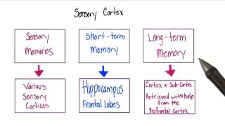 Sensory cortex  Intro to Psychology [upl. by Heriberto540]