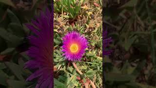 Honey bee 🐝 on flower 🌸 [upl. by Croydon397]