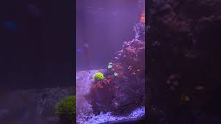 Side view of the reef tank [upl. by Lakin]