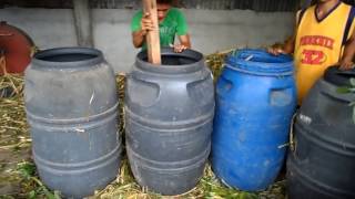 Holstein Sahiwal Cows Fed with Silage Made in Plastic Drums [upl. by Sol674]