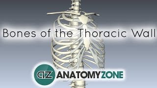 Bones of the Thoracic Wall  3D Anatomy Tutorial [upl. by Elehcor]