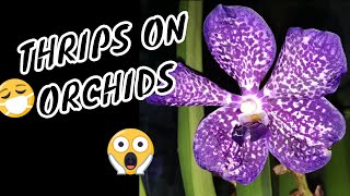 How To Kill Thrips On Orchids  ALL YOU NEED TO KNOW [upl. by Penelopa]