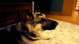 German shepherd howling  female [upl. by Allenad836]