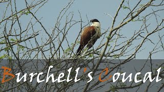 Burchells Coucal Centropus burchellii Bird Call Video  Liquid Bird Call  Stories Of The Kruger [upl. by Castle]