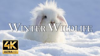 4K 11 Hours Of Animals In Winter Wonderland And Soothing Music for Relaxation  Heart Music [upl. by Bree]