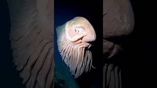 ocean octopus jellyfish underwater nature oceanexploration seacreatures deepsea funny baby [upl. by Airb]