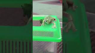 Tree frog eating cricket out of hand whites tree frog dumpy tree frog hand feeding adorable frog [upl. by Av412]