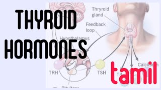 thyroid gland physiology in tamil [upl. by Dasya]