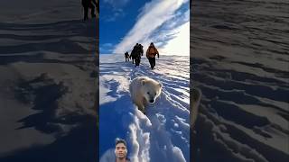 🐻‍❄️ Tiny Polar Bears Heartwarming Rescue 😍 PolarBearRescue WildlifeConservation ArcticAnimals [upl. by Ky]