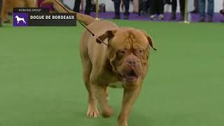 Dogues de Bordeaux  Breed Judging 2019 [upl. by Ellette]