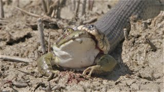 Big grass snake eats frog  Grosse Ringelnatter frisst Frosch [upl. by Biernat884]