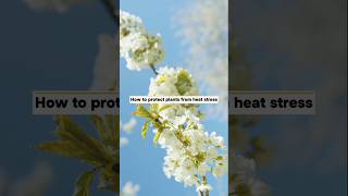 Protect Plants from Heat Stresspart l youtubeshorts viralvideo botany plantscience heatstress [upl. by Graniah710]