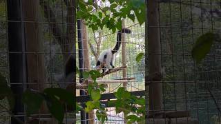 Blackandwhite ruffed lemur 千葉市動物公園 [upl. by Angelis429]