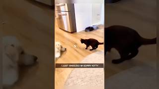 FUNNY CATS😂funnycatvideo funnypetsmoments funny funnypet cat pets funnypetschannel animals [upl. by Noyes]