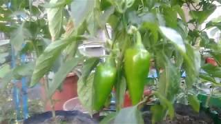 Container Gardening  Paano Magtanim ng Bell Pepper Atsal sa Container [upl. by Lairbag125]