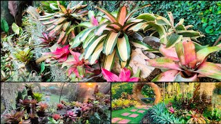 BROMELIADS UPDATE amp FOR SALE 😍🌿 GAGANDA [upl. by Asnerek]