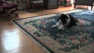 Shetland Sheepdog  Snack Time Song [upl. by Hoehne389]