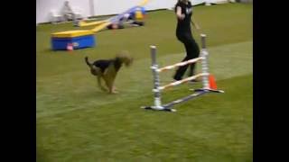 Ciao my airedale doing agility [upl. by Martens624]