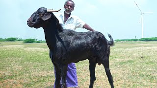 DIWALI SPECIAL GIANT BLACK GOAT RECIPE  தீபாவளி கருங்கிடா கறி விருந்து  Mutton [upl. by Piegari]