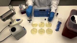 How to Perform Serial Dilutions in Microbiology [upl. by Dennard]