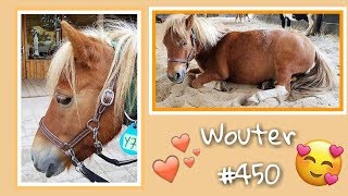 Wouter  450 ♥ Ponyparkcity  voskleurige Shetland pony met witte beentjes [upl. by Ziagos749]