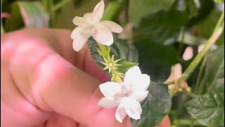 Grow year round fragrance with Arabian Jasmine Pikake plants How too [upl. by Snevets]