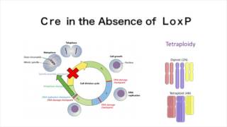 The CreLoxP System and SCRaMbLE [upl. by Mairem]