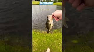 Anotha bass baby bassfishing youtube funny popular bass youtubeshorts fishing [upl. by Saleem]