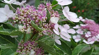 Hydrangea macrophylla Maculata [upl. by Allecnirp253]