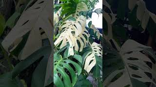 Giant Monstera Aurea and White variegated monstera plants [upl. by Brinkema99]