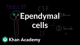 Ependymal cells  Nervous system physiology  NCLEXRN  Khan Academy [upl. by Cissiee757]