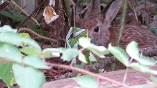 🐺Bugs Bunny Pegándose su fabuloso y delicioso 🐰 desayuno 🤪🐺 [upl. by Earl]