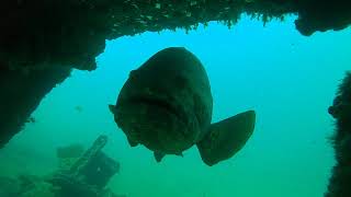 Caribe Sea goliath grouper [upl. by Eednam]