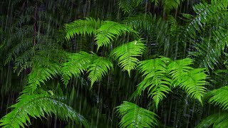 Fall Asleep with 10Hour Rainforest Ambience  Rain Sounds for Sleeping amp Relaxation [upl. by Dareg32]