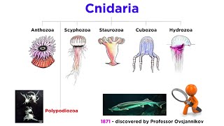 Phylum Cnidaria Part 7 Myxozoa and Polypodiozoa [upl. by Castera196]