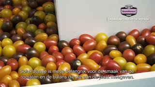 Soluble Sulfate of Potash on tomatoes in Belgium [upl. by Karoline]