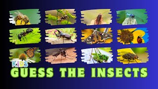 Insects Name in English  Educational Quiz on Insects world for Kids Preschoolers and Kindergarten [upl. by Nagiam375]