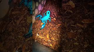 Glowing Scorpion Under UV Light 🧐 scorpion wildlife usa [upl. by Cown598]