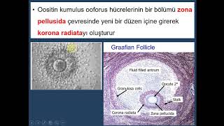 Embriyoloji  İnsan Gelişiminin 1 Haftası [upl. by Lenrow]