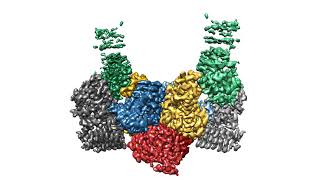 eIF2BISRIB cryoEM structure [upl. by Noirb]