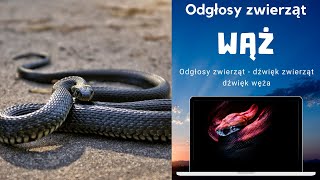 ODGŁOSY ZWIERZĄT SYK WĘŻA  dźwięk węża odgłosy węża  jak robi wąż DŹWIĘKI DLA DZIECI wideo z wężem [upl. by Rumery]